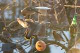 Sidensvans (Bombycilla garrulus)