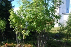 Rogn (Sorbus aucuparia)