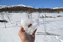 Vårspinner (Endromis versicolora)