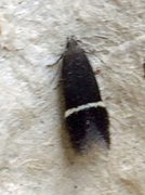 Syncopacma cinctella/taeniolella/suecicella