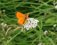 Oransjegullvinge (Lycaena virgaureae)