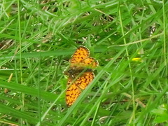 Brunflekket perlemorvinge (Boloria selene)