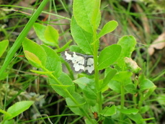 Randmåler (Lomaspilis marginata)