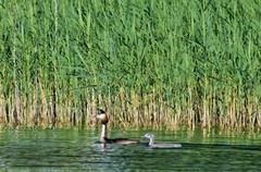 Toppdykker (Podiceps cristatus)