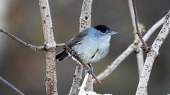 Munk (Sylvia atricapilla)