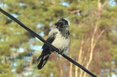 Kråke (Corvus cornix)