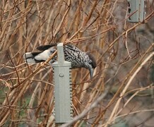 Nøttekråke (Nucifraga caryocatactes)