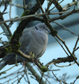 Tyrkerdue (Streptopelia decaocto)