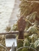 Spurvehauk (Accipiter nisus)