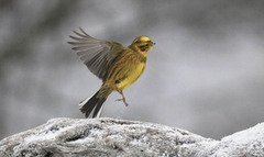 Gulspurv (Emberiza citrinella)