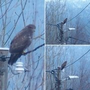 Musvåk (Buteo buteo)