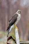 Spurvehauk (Accipiter nisus)