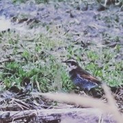 Svartflekktrost (Turdus eunomus)