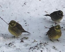 Gulspurv (Emberiza citrinella)