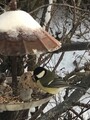 Kjøttmeis (Parus major)