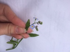 Engforglemmegei (Myosotis scorpioides)