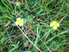 Krypmure (Potentilla reptans)