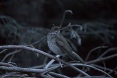 Svartstrupetrost (Turdus atrogularis)