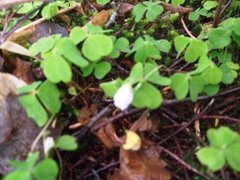 Gjøkesyre (Oxalis acetosella)