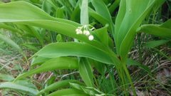 Liljekonvall (Convallaria majalis)