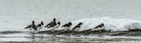 Tjeld (Haematopus ostralegus)