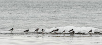 Tjeld (Haematopus ostralegus)