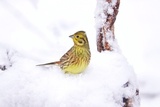 Gulspurv (Emberiza citrinella)