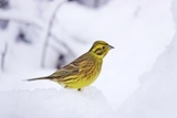 Gulspurv (Emberiza citrinella)