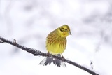 Gulspurv (Emberiza citrinella)