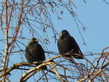 Kaie (Corvus monedula)