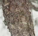 Trekryper (Certhia familiaris)