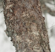 Trekryper (Certhia familiaris)
