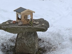 Gråspett (Picus canus)