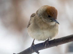 Munk (Sylvia atricapilla)