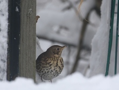 Måltrost (Turdus philomelos)