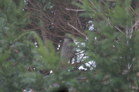 Spurvehauk (Accipiter nisus)