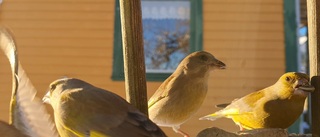 Grønnfink (Chloris chloris)