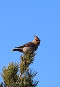 Sidensvans (Bombycilla garrulus)