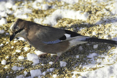 Nøtteskrike (Garrulus glandarius)