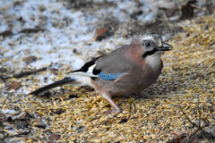 Nøtteskrike (Garrulus glandarius)