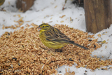 Gulspurv (Emberiza citrinella)