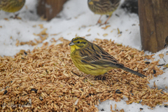 Gulspurv (Emberiza citrinella)