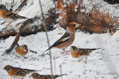 Kjernebiter (Coccothraustes coccothraustes)