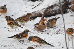 Kjernebiter (Coccothraustes coccothraustes)