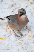 Nøtteskrike (Garrulus glandarius)