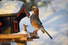 Nøtteskrike (Garrulus glandarius)