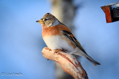 Bjørkefink (Fringilla montifringilla)