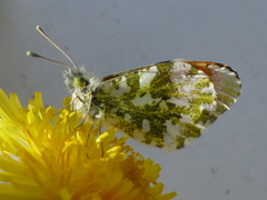 Aurorasommerfugl (Anthocharis cardamines)