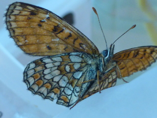 Marimjellerutevinge (Melitaea athalia)