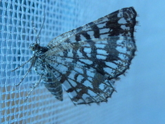 Rutemåler (Chiasmia clathrata)